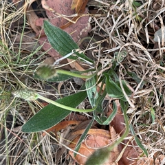 Plantago lanceolata at Ngunnawal, ACT - 19 Oct 2024