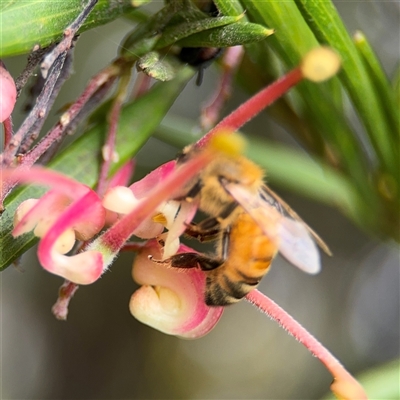 Apis mellifera (European honey bee) at Ngunnawal, ACT - 19 Oct 2024 by Hejor1