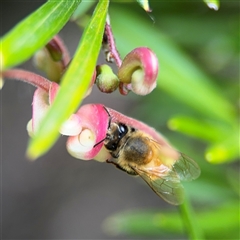 Apis mellifera at Ngunnawal, ACT - 19 Oct 2024 11:27 AM