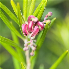 Grevillea (genus) (Grevillea) at Ngunnawal, ACT - 19 Oct 2024 by Hejor1
