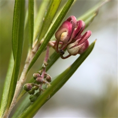 Grevillea sp. at Ngunnawal, ACT - 19 Oct 2024 11:25 AM