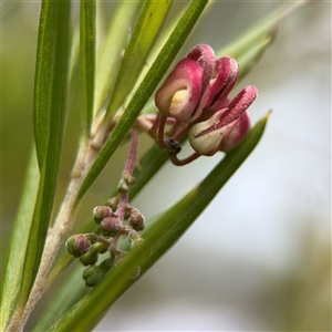 Grevillea sp. at Ngunnawal, ACT - 19 Oct 2024 11:25 AM