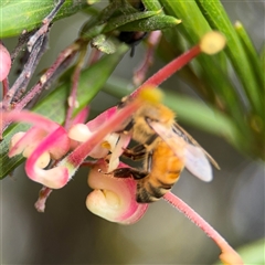 Grevillea sp. at Ngunnawal, ACT - 19 Oct 2024