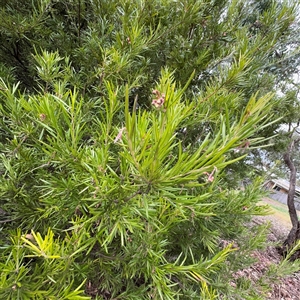 Grevillea sp. at Ngunnawal, ACT - 19 Oct 2024 11:25 AM