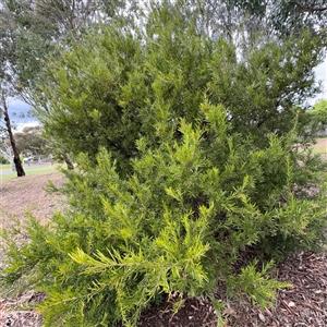 Grevillea sp. at Ngunnawal, ACT - 19 Oct 2024 11:25 AM