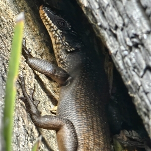 Egernia saxatilis at Cotter River, ACT - 9 Oct 2024