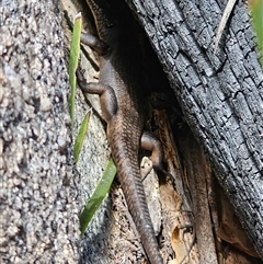 Egernia saxatilis at Cotter River, ACT - 9 Oct 2024