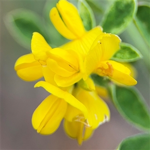 Genista monspessulana at Ngunnawal, ACT - 19 Oct 2024