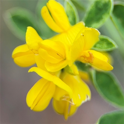 Genista monspessulana (Cape Broom, Montpellier Broom) at Ngunnawal, ACT - 19 Oct 2024 by Hejor1