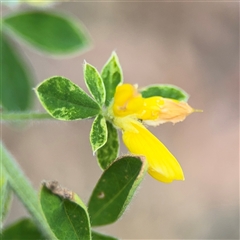 Genista monspessulana at Ngunnawal, ACT - 19 Oct 2024