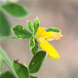 Genista monspessulana at Ngunnawal, ACT - 19 Oct 2024