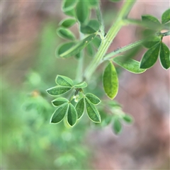 Genista monspessulana at Ngunnawal, ACT - 19 Oct 2024