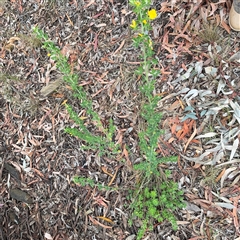 Genista monspessulana at Ngunnawal, ACT - 19 Oct 2024