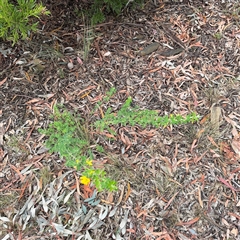 Genista monspessulana at Ngunnawal, ACT - 19 Oct 2024