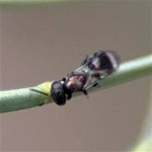 Chalcidoidea (superfamily) at Ngunnawal, ACT - 19 Oct 2024