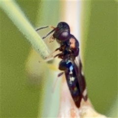 Chalcidoidea (superfamily) at Ngunnawal, ACT - 19 Oct 2024