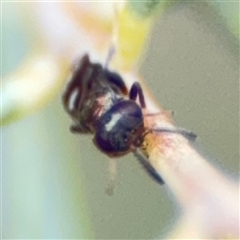 Chalcidoidea (superfamily) at Ngunnawal, ACT - 19 Oct 2024