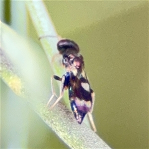 Chalcidoidea (superfamily) at Ngunnawal, ACT - 19 Oct 2024 11:15 AM