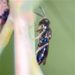 Chalcidoidea (superfamily) at Ngunnawal, ACT - 19 Oct 2024 11:15 AM