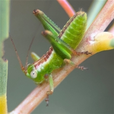 Conocephalomima barameda (False Meadow Katydid, Barameda) at Ngunnawal, ACT - 19 Oct 2024 by Hejor1