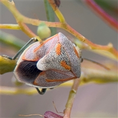 Antestiopsis sp. (genus) (Shield bug) at Ngunnawal, ACT - 19 Oct 2024 by Hejor1