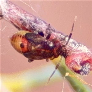 Miridae (family) at Ngunnawal, ACT - 19 Oct 2024