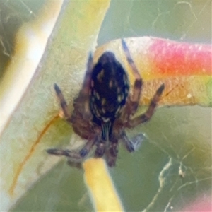 Badumna sp. (genus) at Ngunnawal, ACT - 19 Oct 2024 11:12 AM