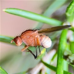 Lauxaniidae (family) (Unidentified lauxaniid fly) at Ngunnawal, ACT - 19 Oct 2024 by Hejor1