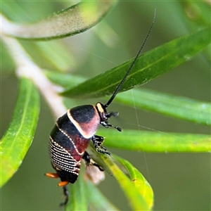 Ellipsidion australe at Ngunnawal, ACT - 19 Oct 2024