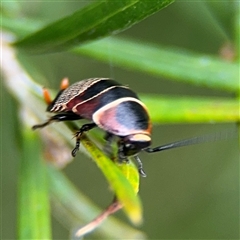 Ellipsidion australe at Ngunnawal, ACT - 19 Oct 2024