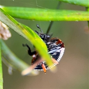 Ellipsidion australe at Ngunnawal, ACT - 19 Oct 2024