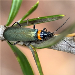 Chauliognathus lugubris (Plague Soldier Beetle) at Ngunnawal, ACT - 19 Oct 2024 by Hejor1