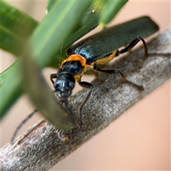 Chauliognathus lugubris at Ngunnawal, ACT - 19 Oct 2024