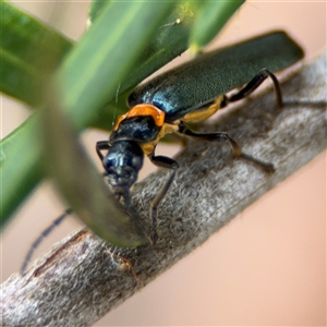 Chauliognathus lugubris at Ngunnawal, ACT - 19 Oct 2024