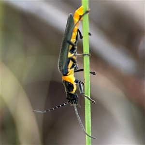 Chauliognathus lugubris at Ngunnawal, ACT - 19 Oct 2024