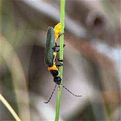 Chauliognathus lugubris at Ngunnawal, ACT - 19 Oct 2024