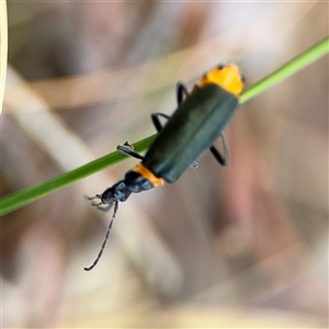 Chauliognathus lugubris at Ngunnawal, ACT - 19 Oct 2024