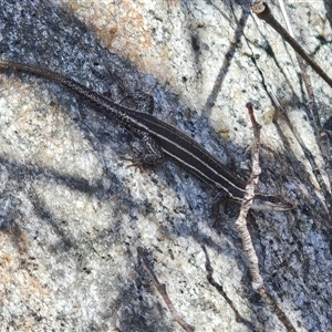 Pseudemoia spenceri at Rendezvous Creek, ACT - 9 Oct 2024