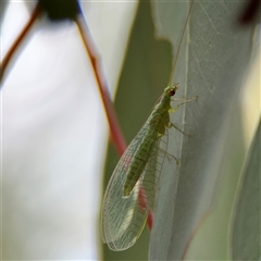 Chrysopidae (family) (Unidentified Green lacewing) at Ngunnawal, ACT - 19 Oct 2024 by Hejor1