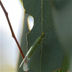 Chrysopidae (family) at Ngunnawal, ACT - 19 Oct 2024 11:04 AM