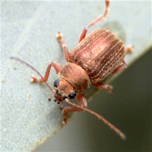 Edusella lineata at Ngunnawal, ACT - 19 Oct 2024 11:02 AM