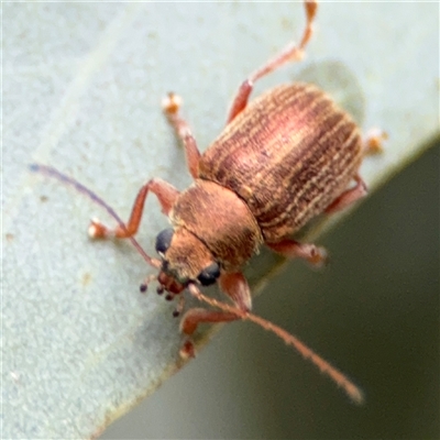 Edusella lineata (Leaf beetle) at Ngunnawal, ACT - 19 Oct 2024 by Hejor1