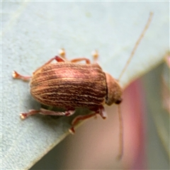 Edusella lineata at Ngunnawal, ACT - 19 Oct 2024