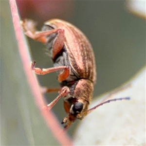 Edusella lineata at Ngunnawal, ACT - 19 Oct 2024