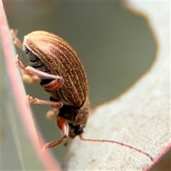 Edusella lineata at Ngunnawal, ACT - 19 Oct 2024