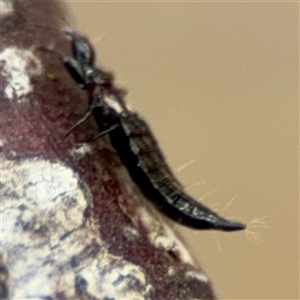 Phlaeothripidae sp. (family) at Ngunnawal, ACT - 19 Oct 2024