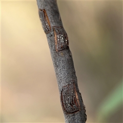 Eurymelinae (subfamily) (Unidentified eurymeline leafhopper) at Ngunnawal, ACT - 19 Oct 2024 by Hejor1