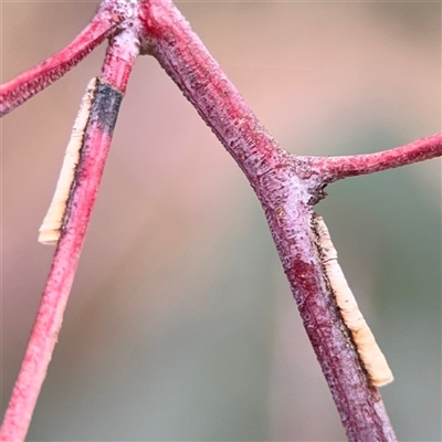 Machaerotinae sp. (family) (Tube Spittlebugs) at Ngunnawal, ACT - 18 Oct 2024 by Hejor1