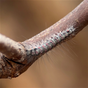 Anestia (genus) at Ngunnawal, ACT - 19 Oct 2024