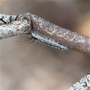 Anestia (genus) at Ngunnawal, ACT - 19 Oct 2024 10:56 AM